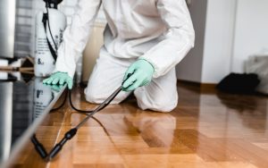Derattizzazione Roma e provincia