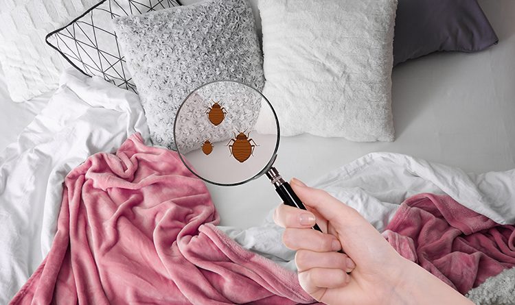 Disinfestazione cimici da letto